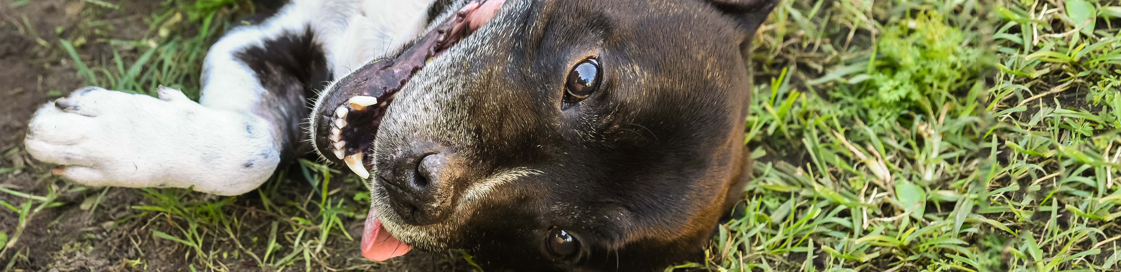 freddie recovers from neglect at rspca queensland 2019